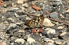 Large Chequered Skipper _MG_2022